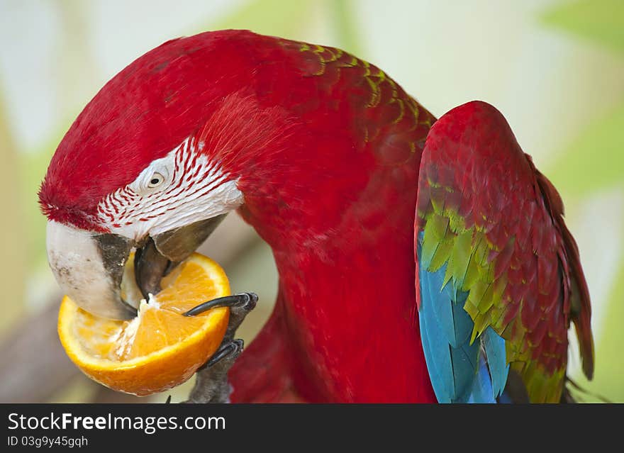 Scarlet Macaw eating an orange