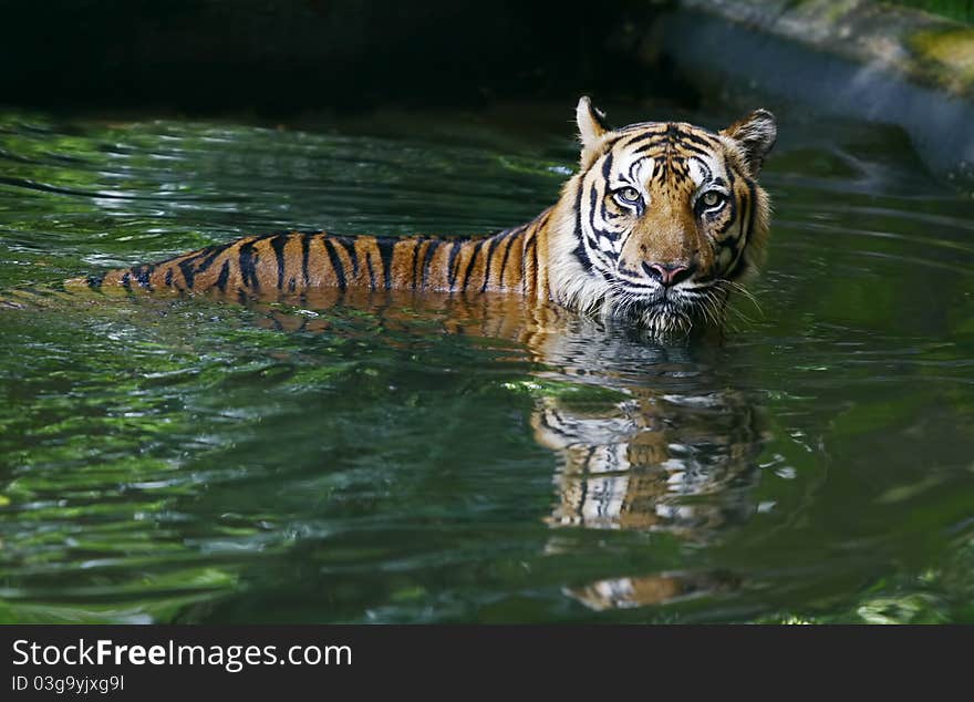 Male asia tiger in pool