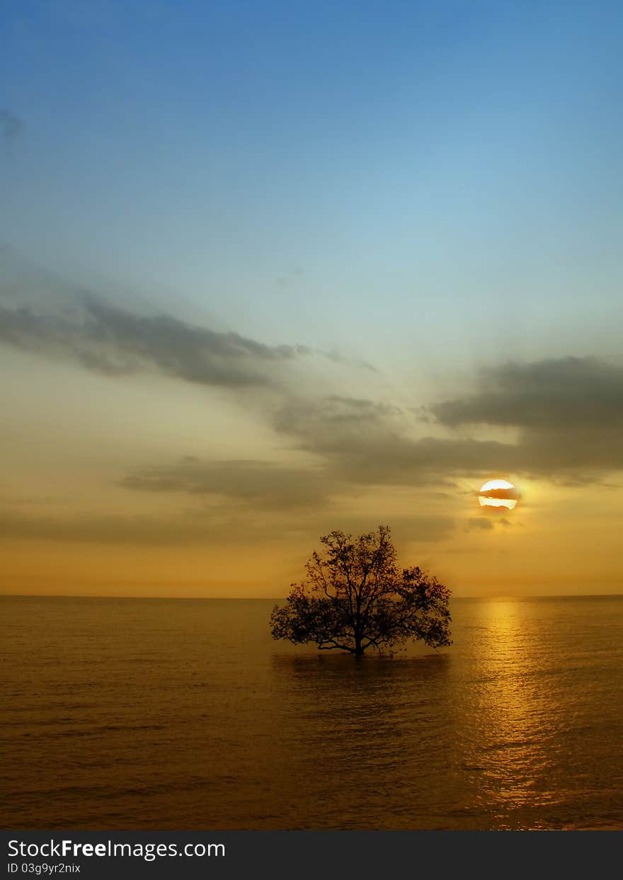 Seascape sunset and tree silhouette