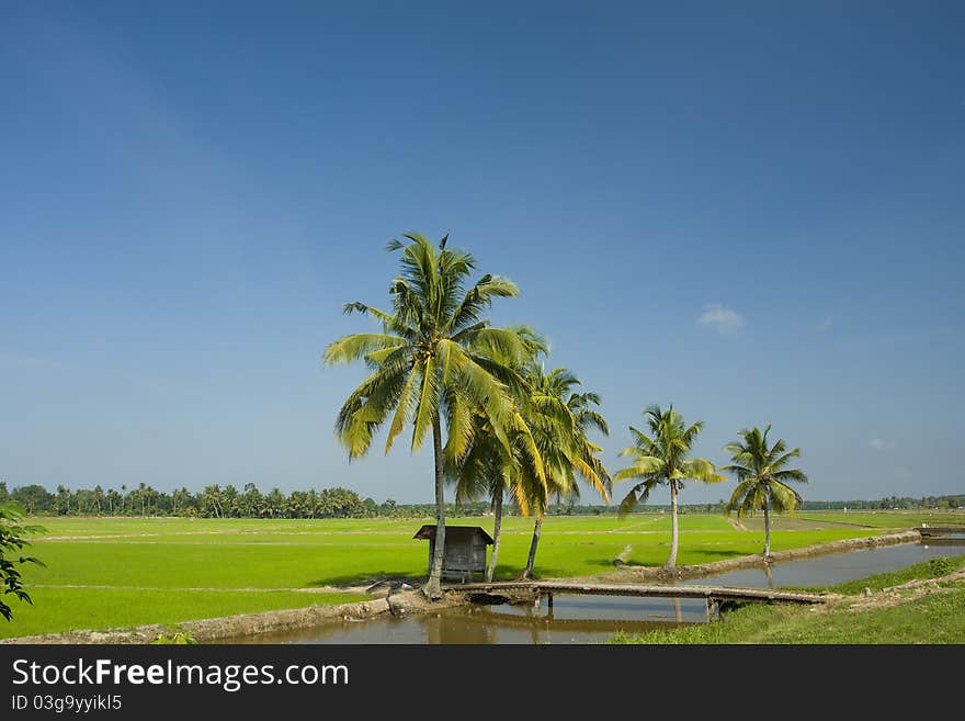 Paddy field with blue sky