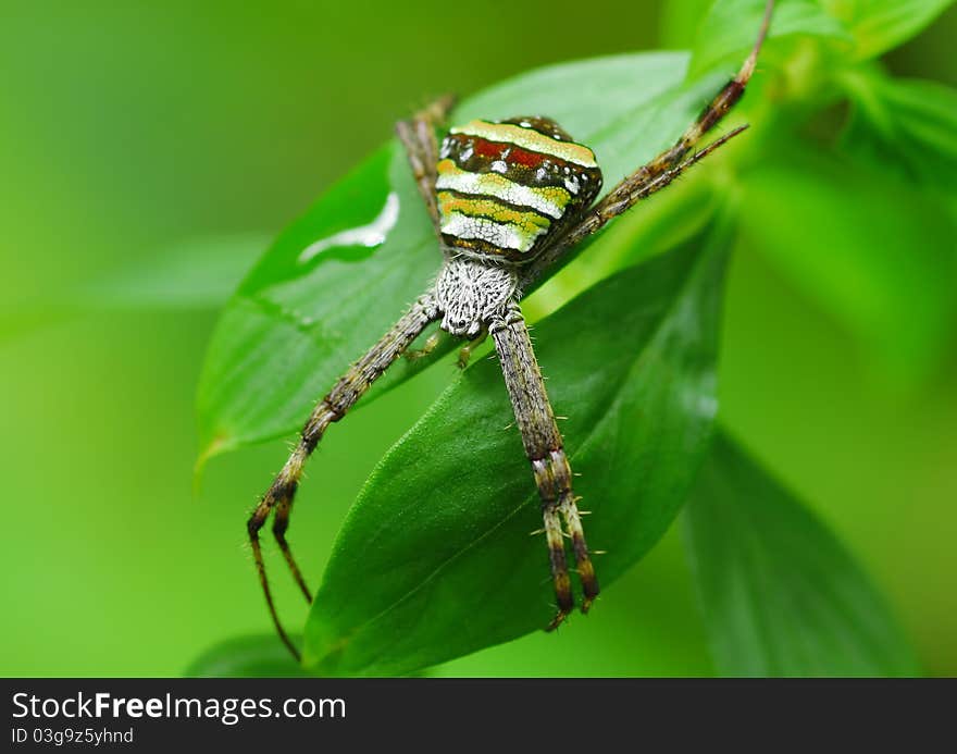 Crab spider on green leaf