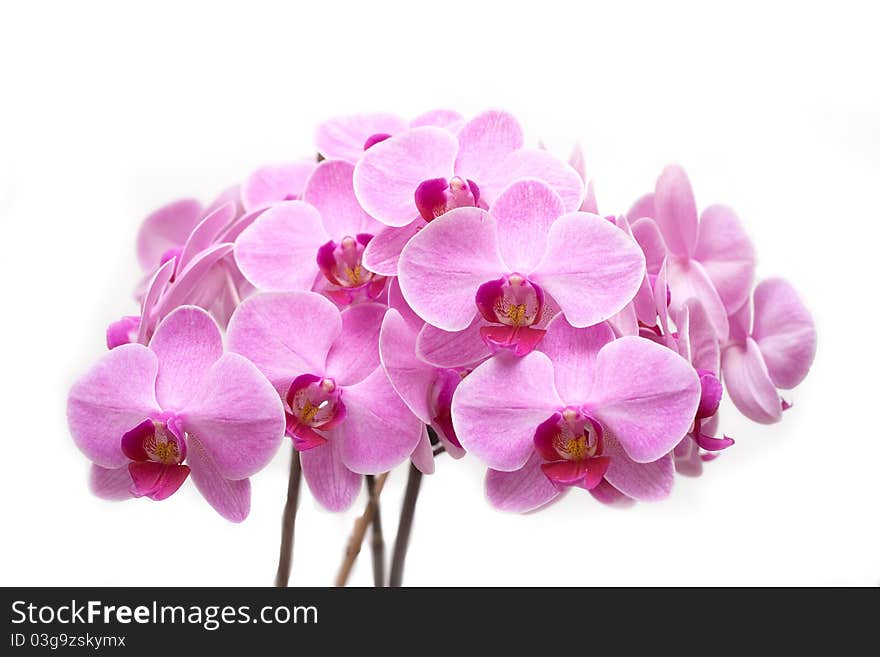 Bunch of pink phalaenopsis with isolated white background