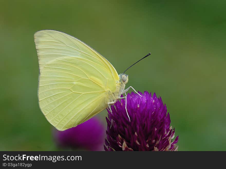 Butterfly in flower garden behind the house. Butterfly in flower garden behind the house