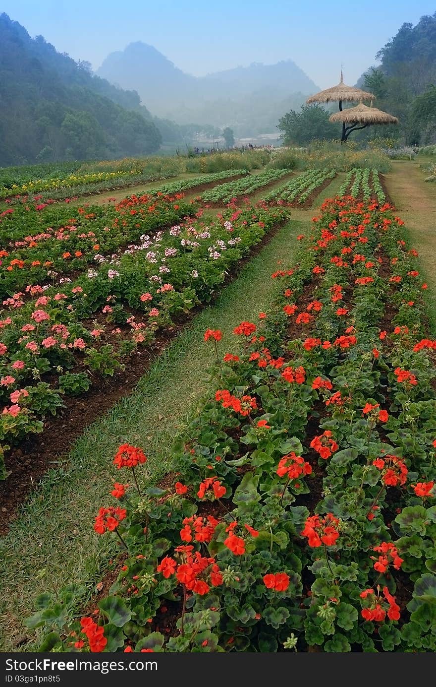 Flower garden with many flowers in the North of Thailand. Flower garden with many flowers in the North of Thailand