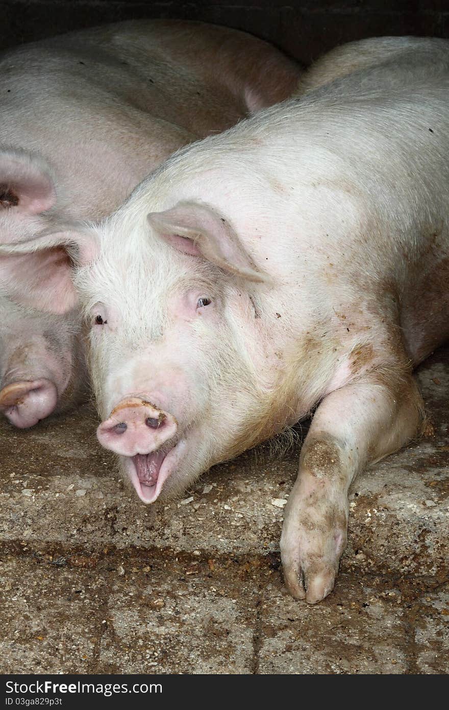 Pig farming in the Mediterranean