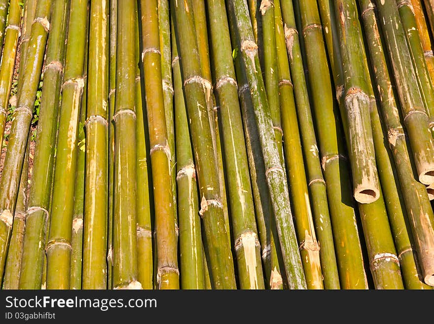 Grenn bamboo wood striped pattern texture in horizon. Grenn bamboo wood striped pattern texture in horizon