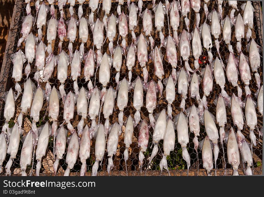 Drying squid with sun on the net