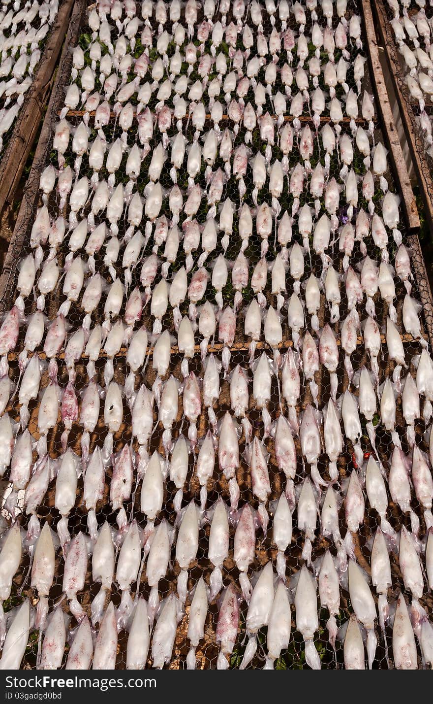 Drying squid with sun on the net to prepare food tilted out. Drying squid with sun on the net to prepare food tilted out