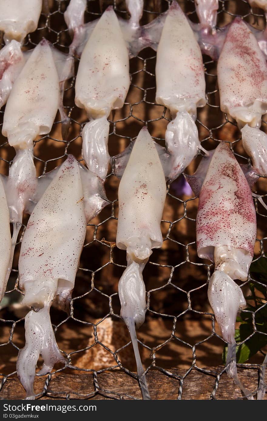 Drying squid with sun on the net to prepare food close up vertical. Drying squid with sun on the net to prepare food close up vertical