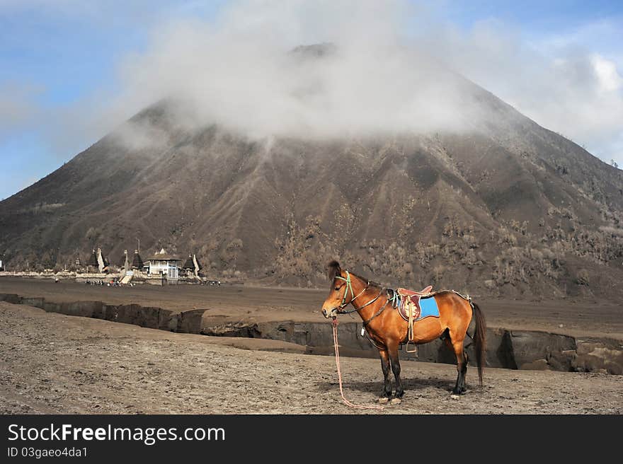 Horse stand in front of vulkano in Jawa, Indonesia. Horse stand in front of vulkano in Jawa, Indonesia