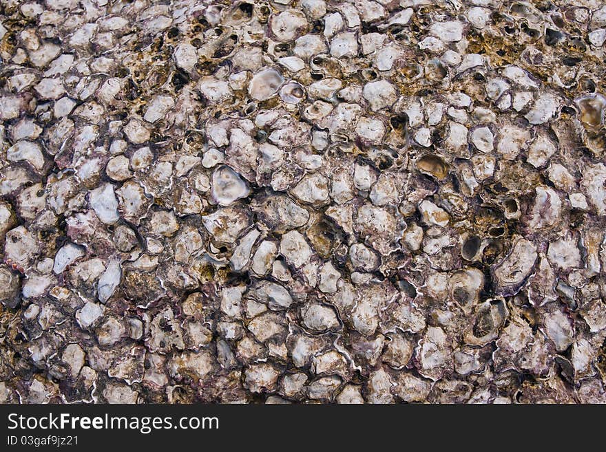 Petrified shells on the beach background texture. Petrified shells on the beach background texture