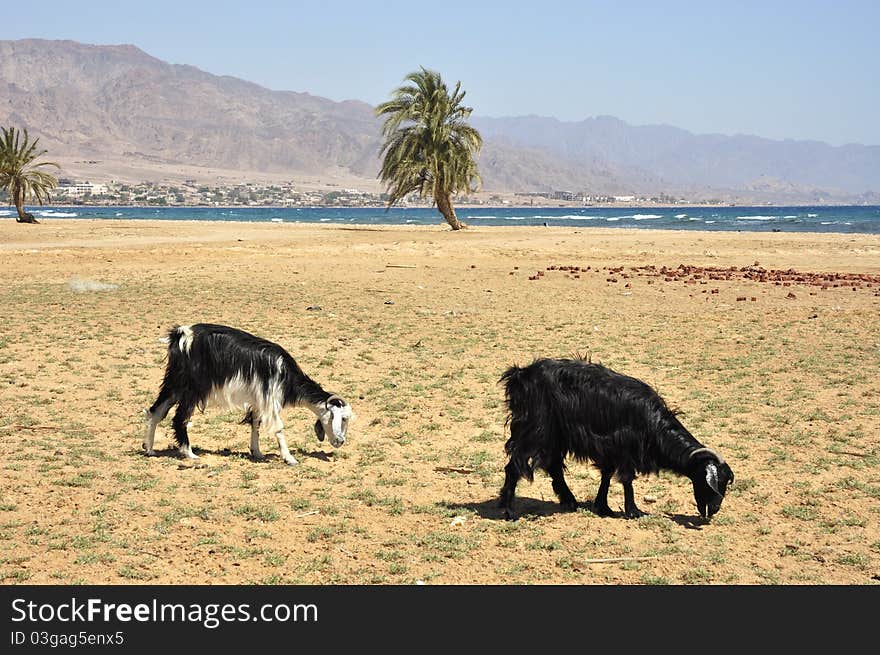 Grazing goats at Sinai seashore, Egypt. Grazing goats at Sinai seashore, Egypt.