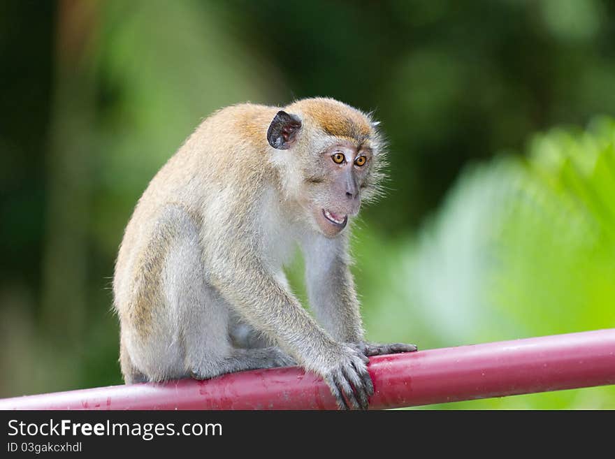 Typical monkey found in Malaysia. Unafraid of human presence. Typical monkey found in Malaysia. Unafraid of human presence.