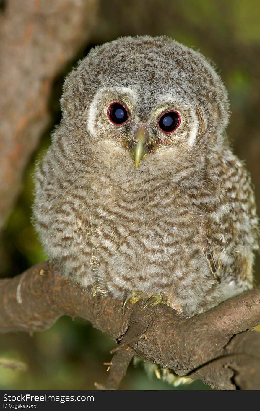 Wild baby Tawny owl sitting on a branch. Wild baby Tawny owl sitting on a branch