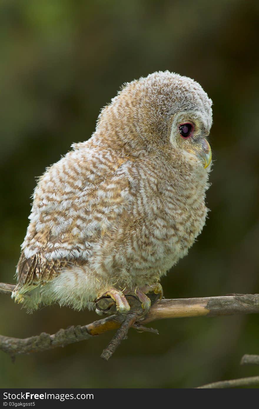 Wild baby Tawny owl sitting on a branch. Wild baby Tawny owl sitting on a branch