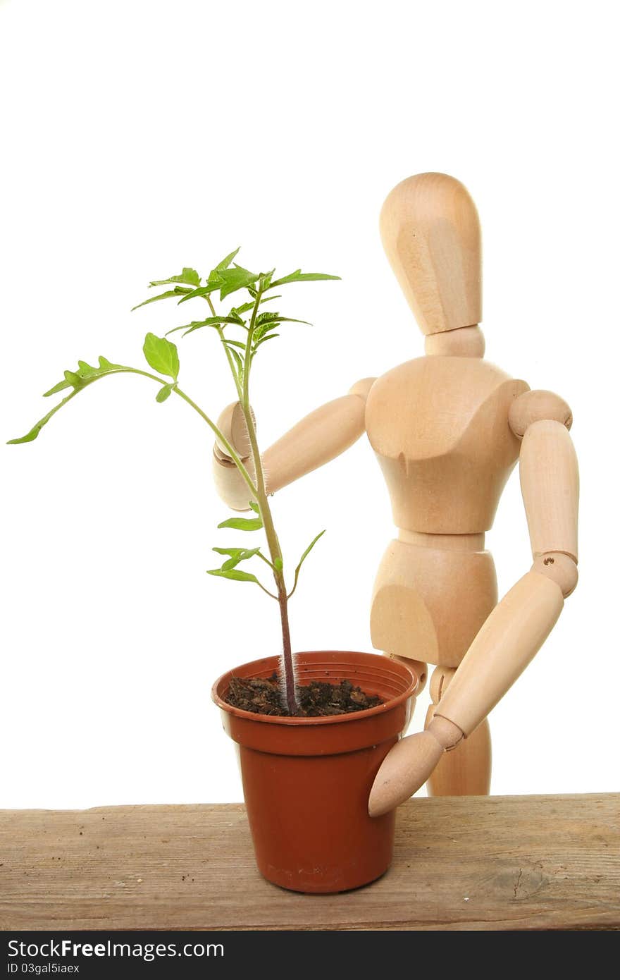 Artists wooden manikin tending a tomato seedling on a potting bench. Artists wooden manikin tending a tomato seedling on a potting bench