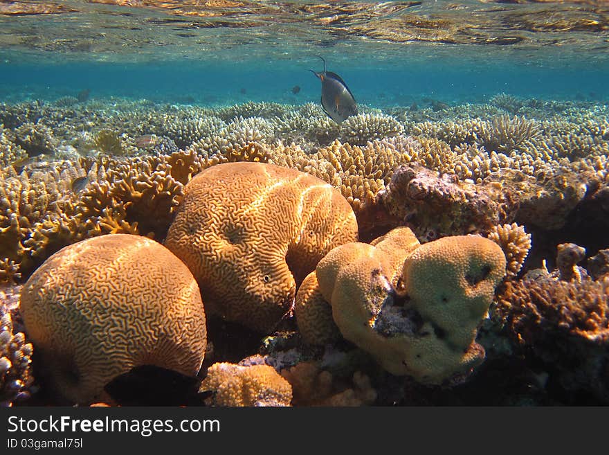 Colorful coral reef