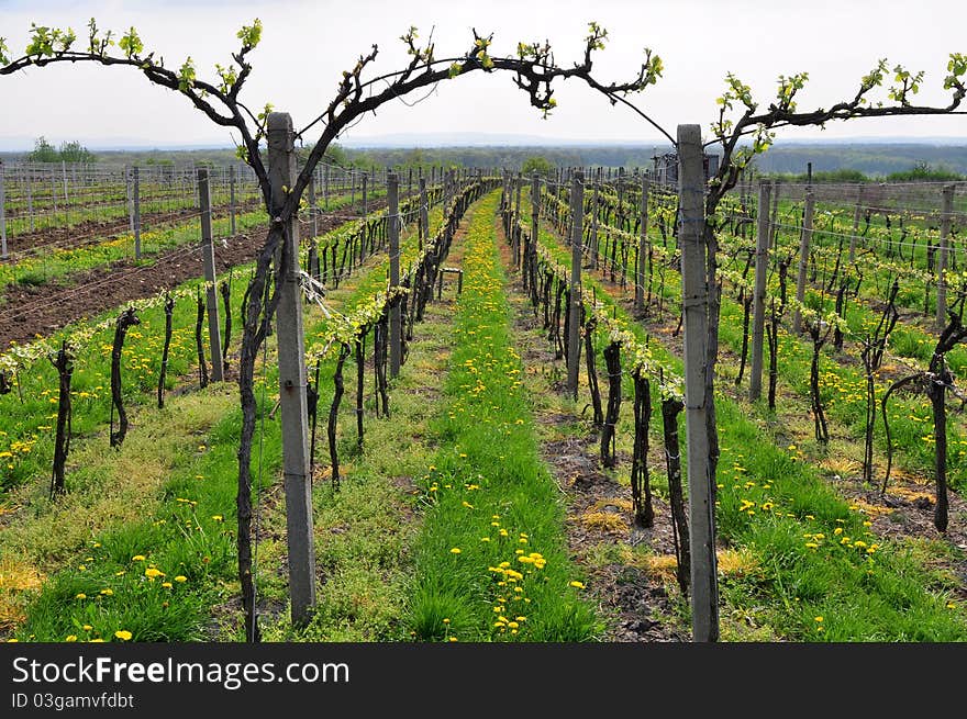 Moravian part of Czech republic with grape plants. Moravian part of Czech republic with grape plants.