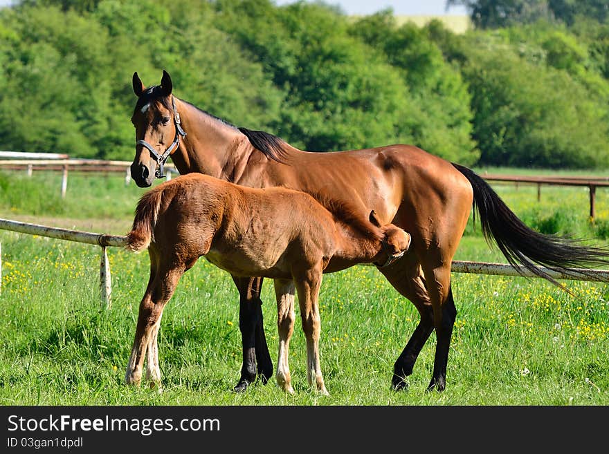 Beautiful purebred horses, here from Czech republic. Beautiful purebred horses, here from Czech republic.