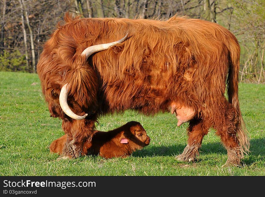 Picture of beautiful calf and cow of highland cattle. Picture of beautiful calf and cow of highland cattle.