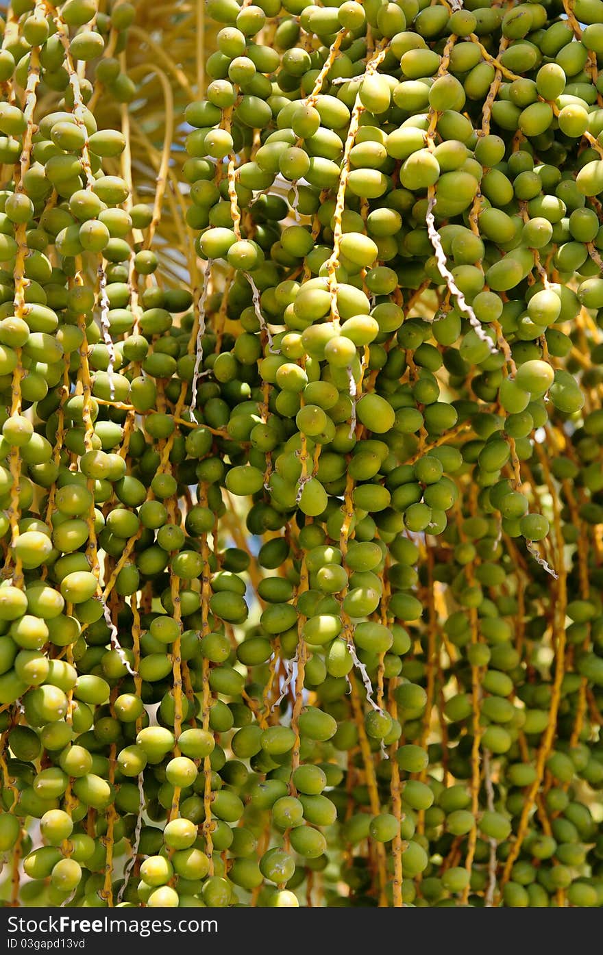 Fruits of the palmtree