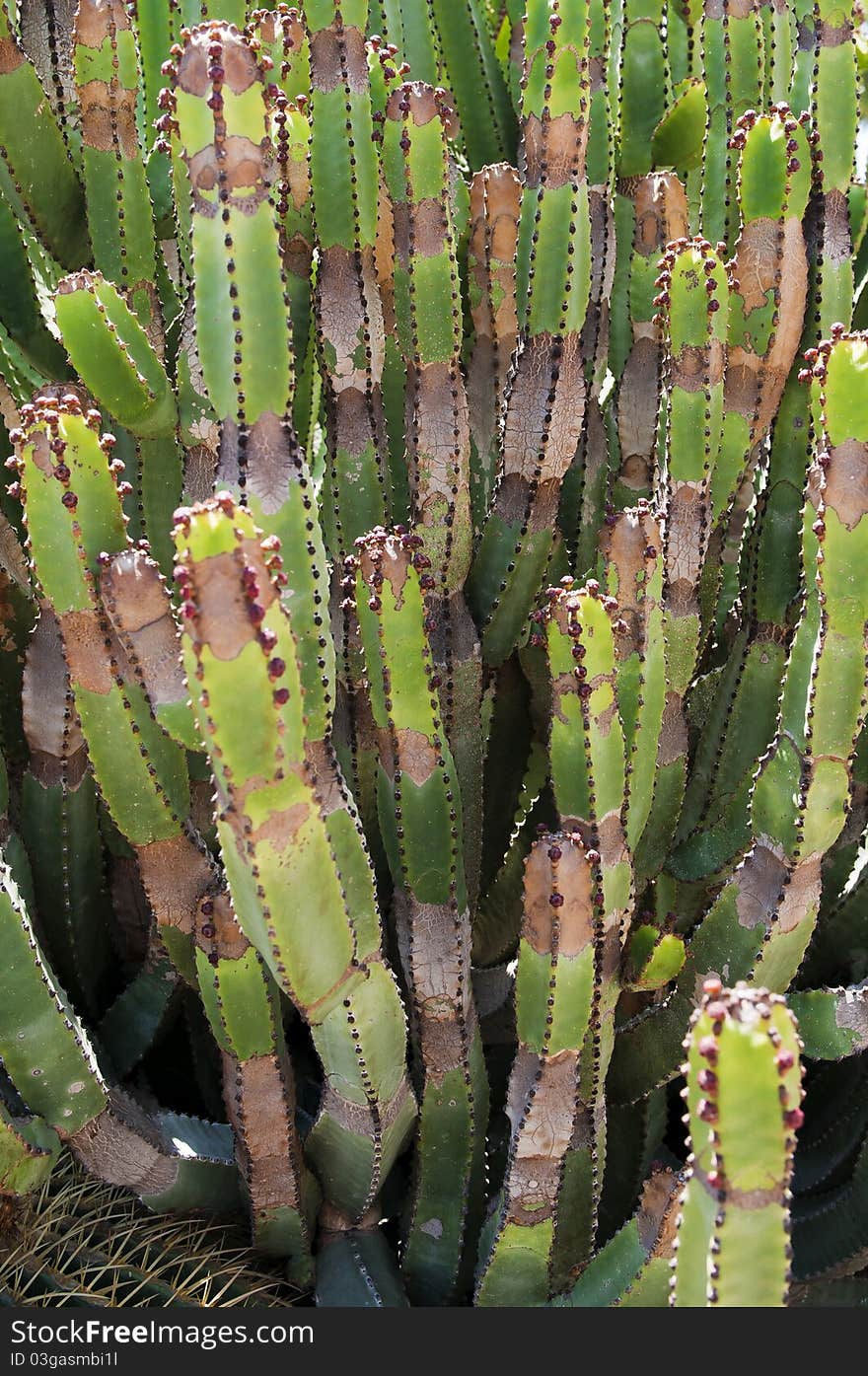 Tropical green cactus with spines