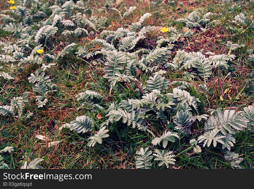 Silver Weed vegetation, taken mid spring near a cycle route. Silver Weed vegetation, taken mid spring near a cycle route.