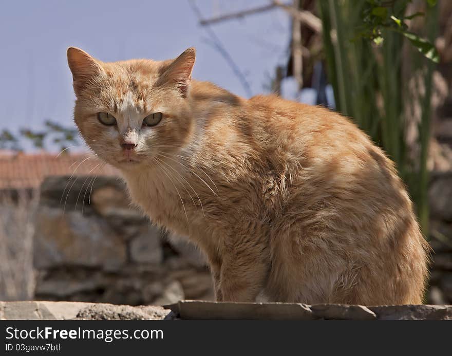 A stray cat, looking towards the camera. A stray cat, looking towards the camera