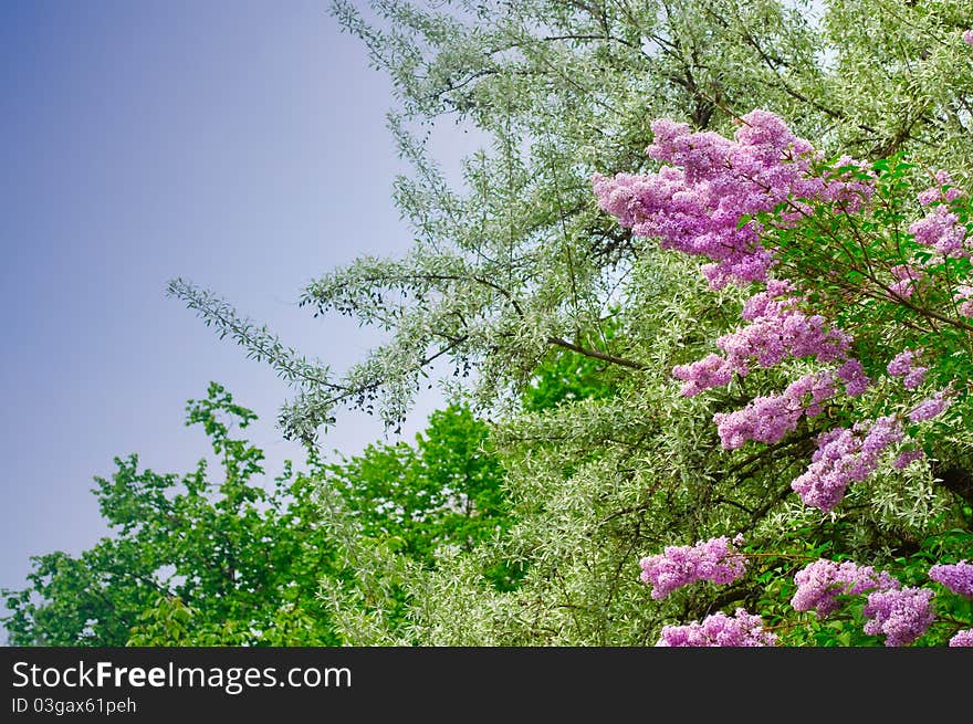 Beautiful fragrant lilac flowers in the sun