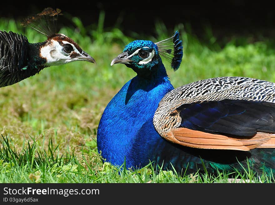 Peacock pair