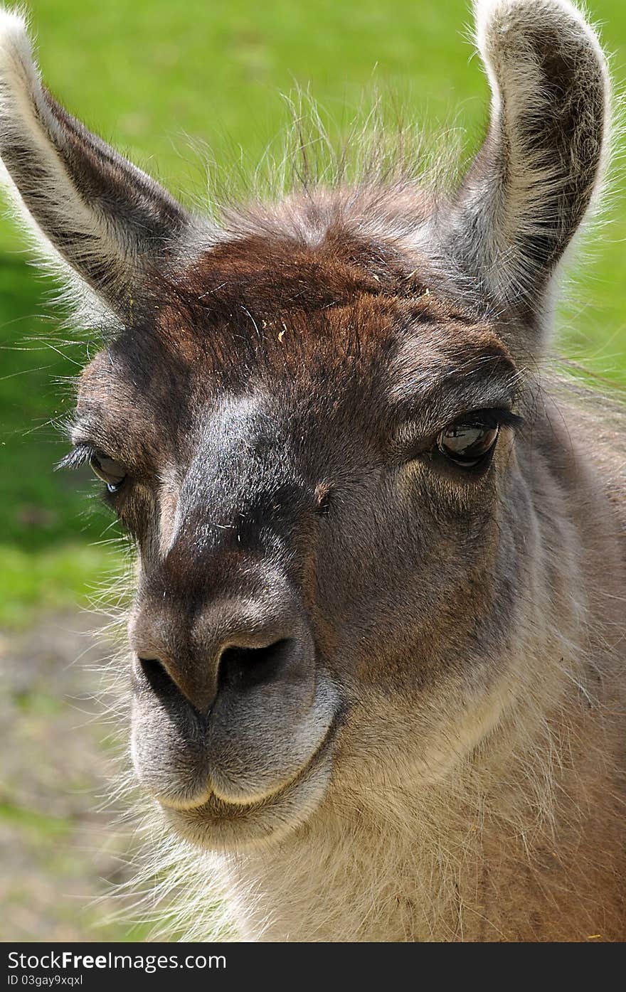 Portrait of a watching llama