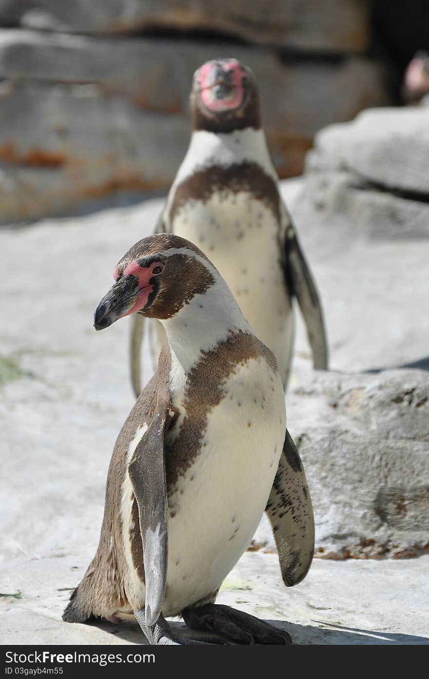 Two penguins on a rock