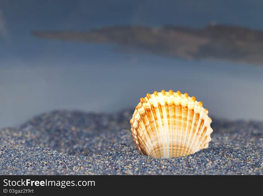 Greek island ,seashells and oysters