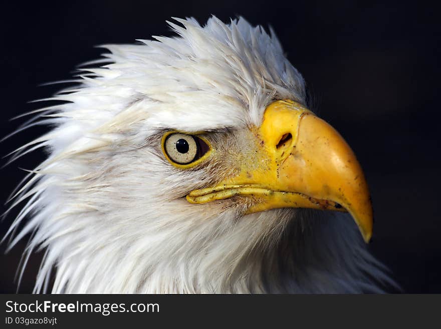 Eagle Portrait