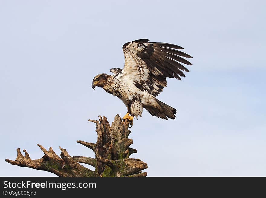 Juvenile Bald Eagle