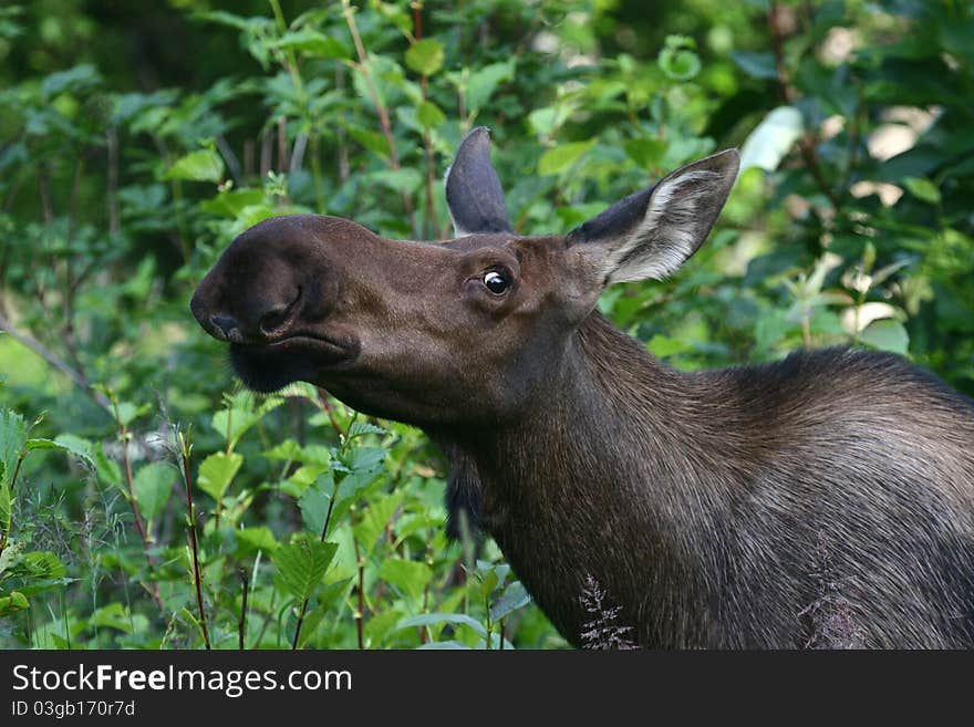 Alaska Cow Moose checking you out. Alaska Cow Moose checking you out.