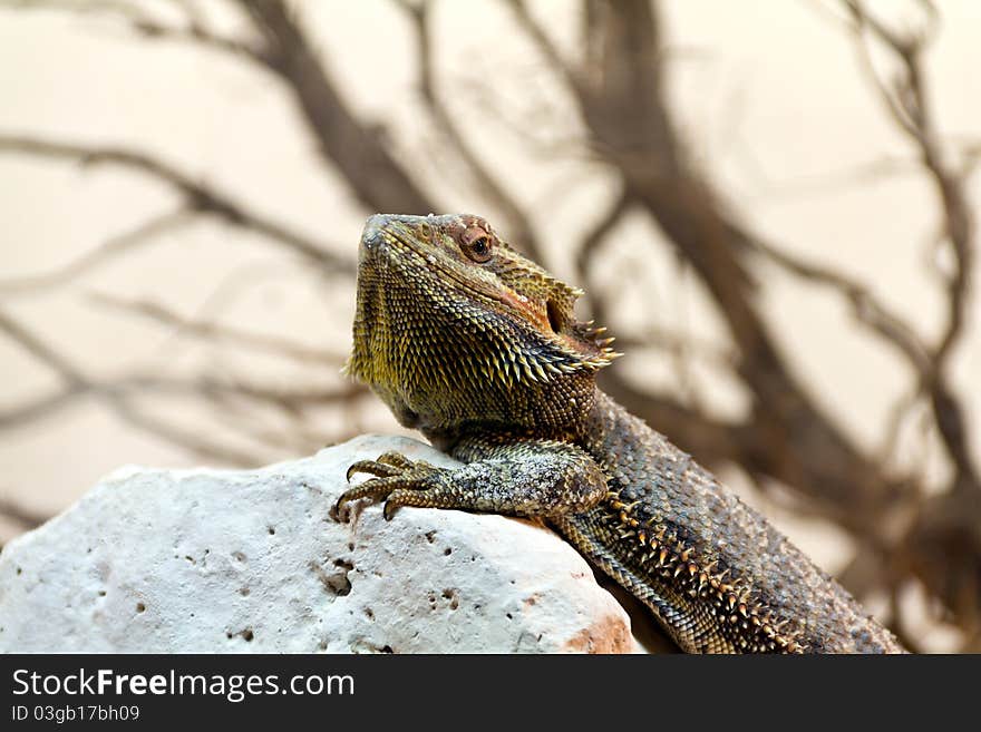 Bearded Dragon (Pogona Vitticeps) posing on a rock. Bearded Dragon (Pogona Vitticeps) posing on a rock