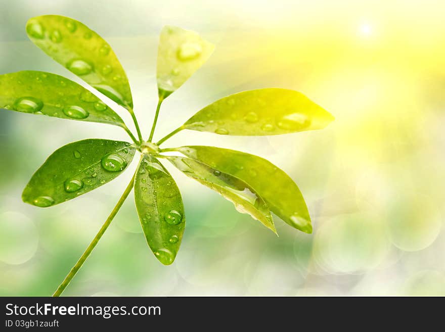 Leaf with drops of dew on the background bokeh. Leaf with drops of dew on the background bokeh