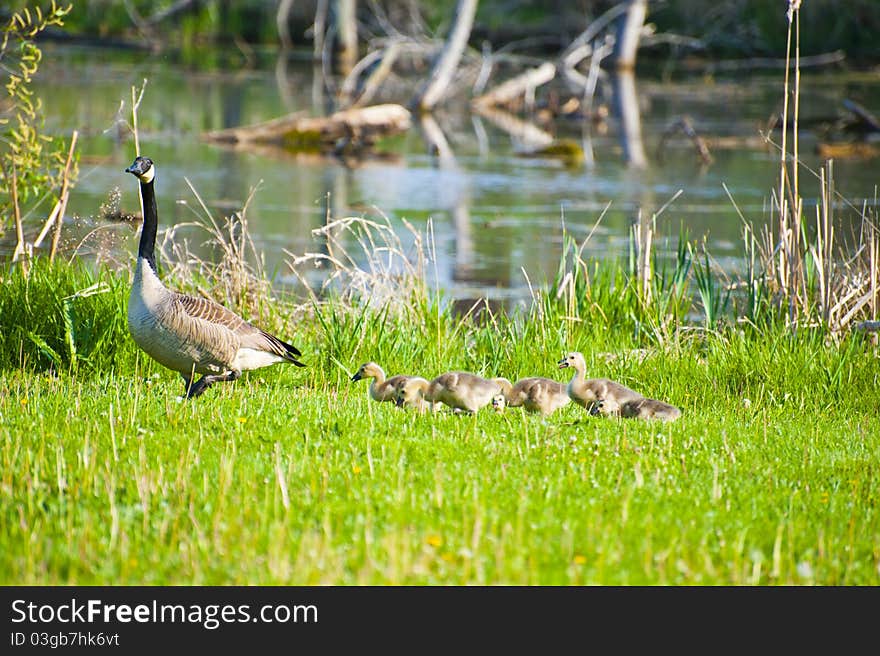 Mama goose leads chicks