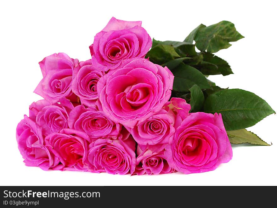 Pink fresh roses isolated on white background. Pink fresh roses isolated on white background