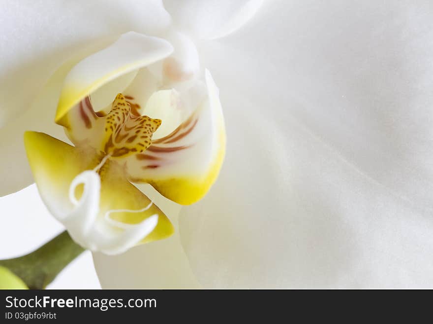 A close up of Phalaenopsis aphrodite