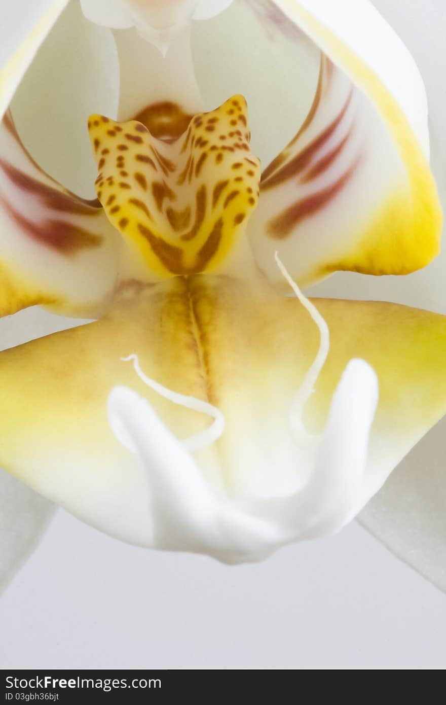 Extreme close up of Phalaenopsis aphrodite's flower. Extreme close up of Phalaenopsis aphrodite's flower.