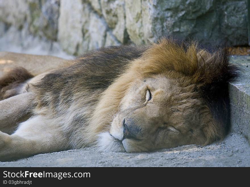 Lion is resting in the zoo. Lion is resting in the zoo