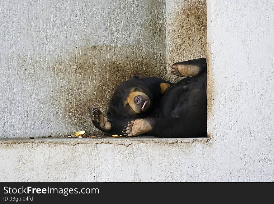 This photo was taken in a zoo during a very hot day. This photo was taken in a zoo during a very hot day.