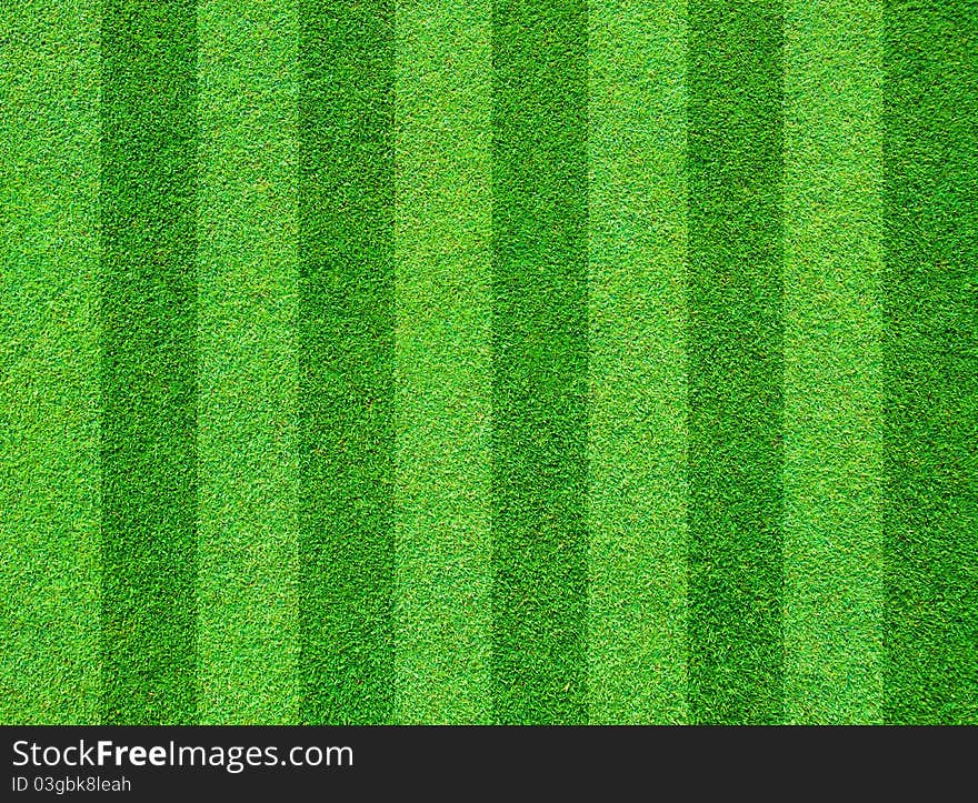 Real green grass field