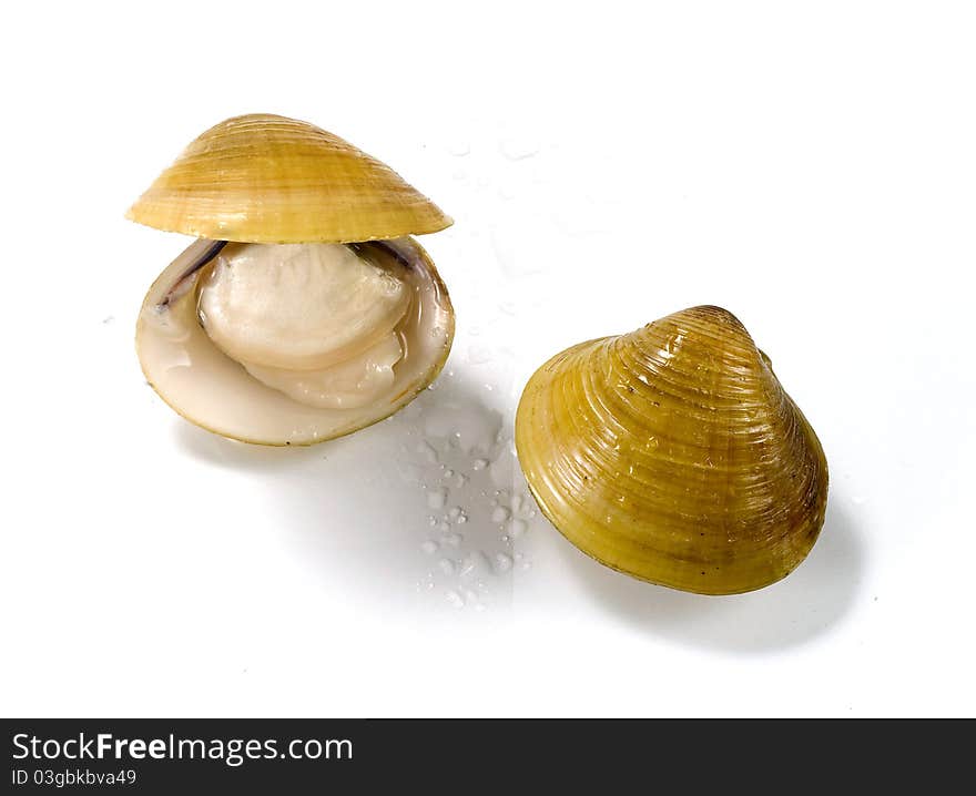 Blanch clams over white background