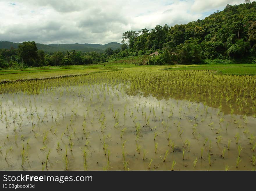 Scenic view of tropical lanscape with rice field, Thailand. Scenic view of tropical lanscape with rice field, Thailand