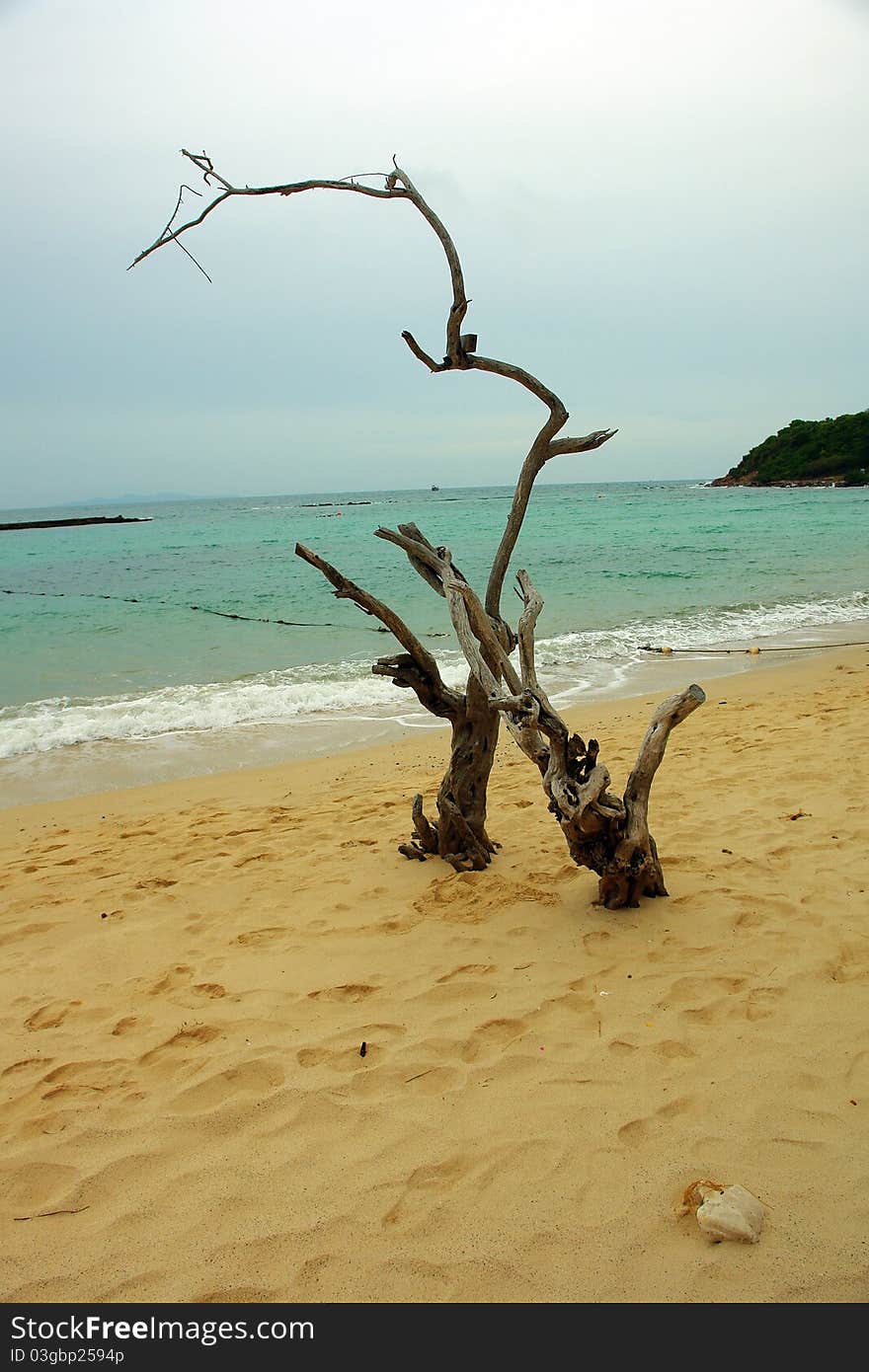 Thai Coast