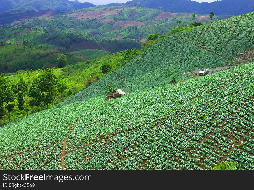 Cabbage cultivation of tribesman in Thailand. Cabbage cultivation of tribesman in Thailand.