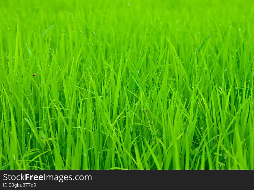 Green baby rice